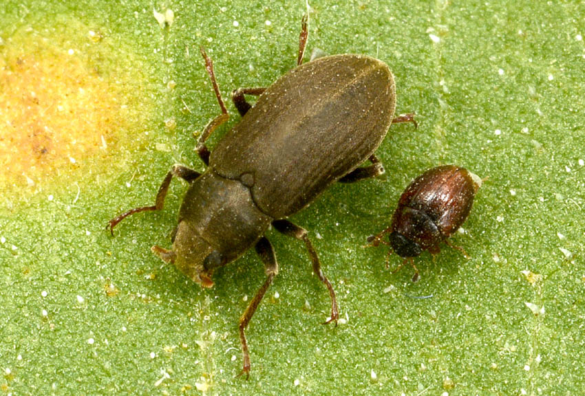 Dryopidae : Pomatinus substriatus  (e Hydrophilidae)